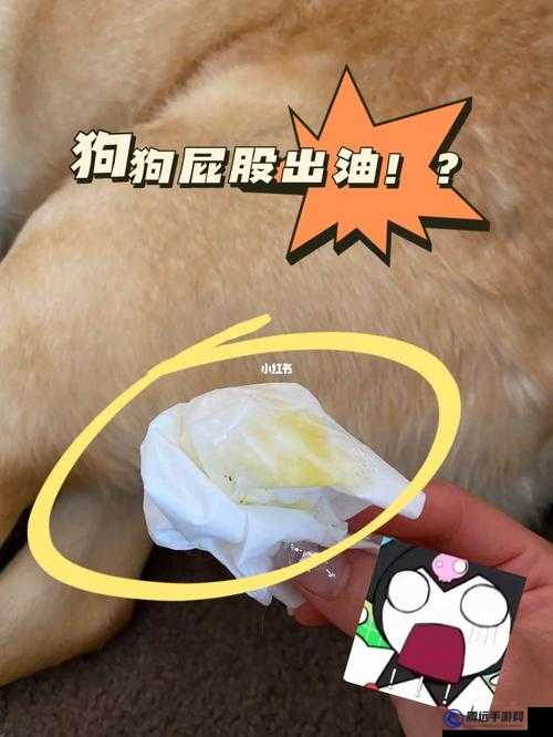 狗狗的東西又硬又燙又臭：怎么辦