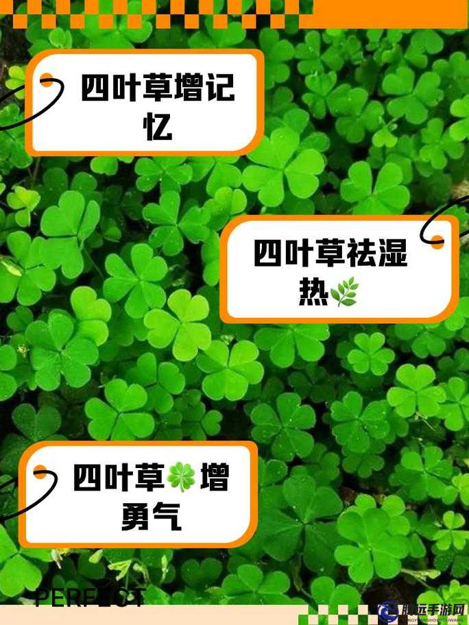 四葉草歐洲和國(guó)產(chǎn)區(qū)別：探索背后的奧秘