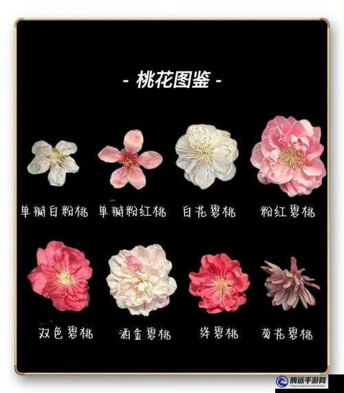 峨眉乙級飾品桃花圖鑒