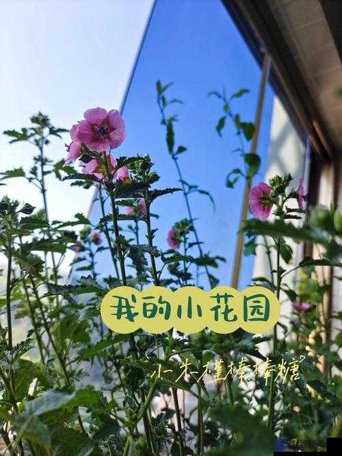 親小花園的時候需要墊枕頭嗎：相關(guān)探討